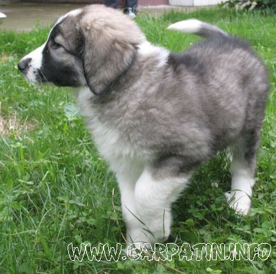 Arcan din Stâna Vlahului
