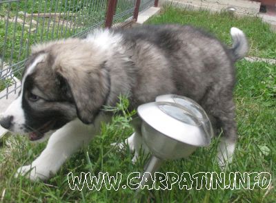 Arcan din Stâna Vlahului
