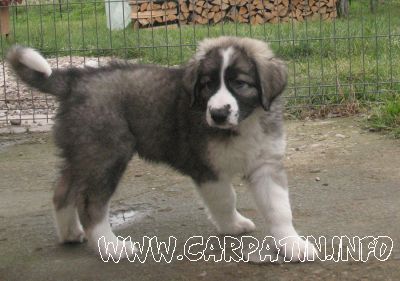 Arcan din Stâna Vlahului
