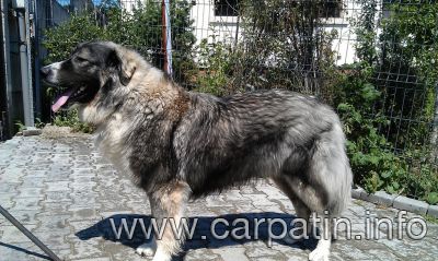 Aprig din Stana Vlahului
