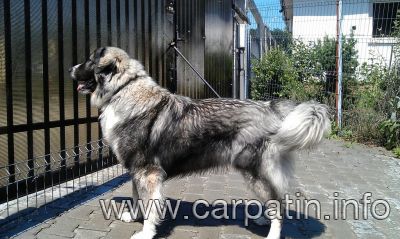 Aprig din Stana Vlahului
