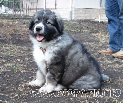 Aprig din Stana Vlahului
