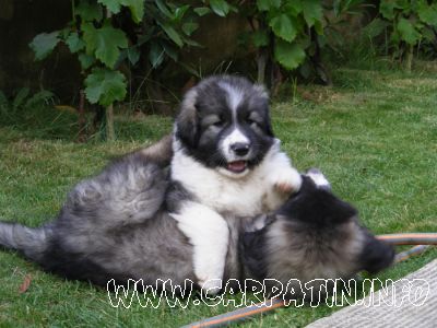 Arieș din Stana Vlahului
