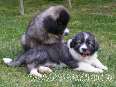 Arieș din Stana Vlahului
