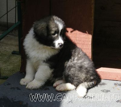 Arieș din Stana Vlahului
