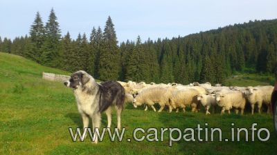 BRUMA DIN STANA VLAHULUI
