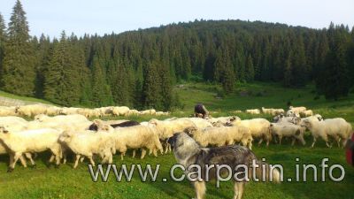 BRUMA DIN STANA VLAHULUI
