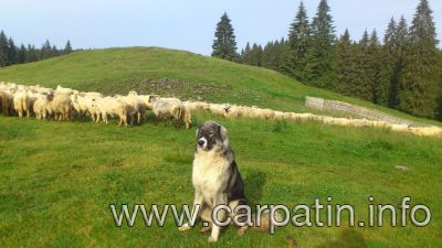 BRUMA DIN STANA VLAHULUI
