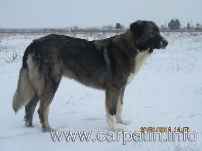 CRAITA DE TERRA TRANSILVANA
