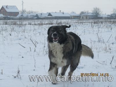 CRAITA DE TERRA TRANSILVANA
