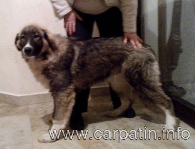 CODRIN DIN STANA VLAHULUI
