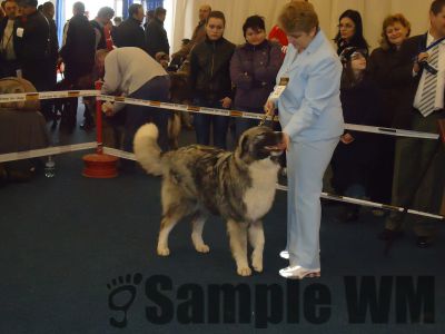 AMURG DIN STÂNA VLAHULUI
