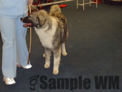 AMURG DIN STÂNA VLAHULUI
