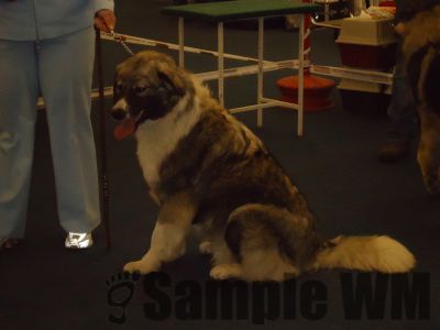 AMURG DIN STÂNA VLAHULUI
