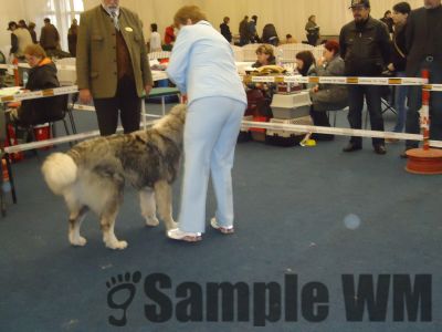 AMURG DIN STÂNA VLAHULUI
