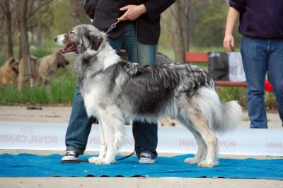 Epinefrine ot Aral Dream
