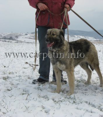 Floarea Soarelui de Transilvania
