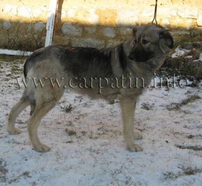 Floarea Soarelui de Transilvania
