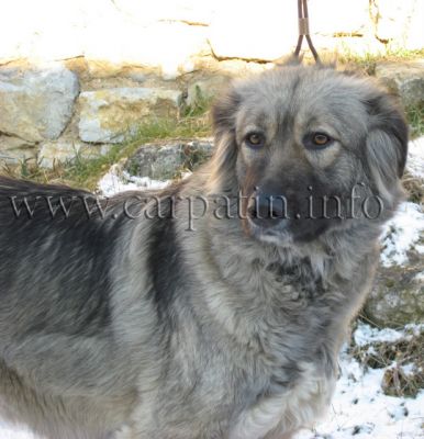 Floarea Soarelui de Transilvania
