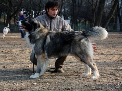 Frunza ot Aral Dream
Titluri / Titles: ROJCH, RCH
