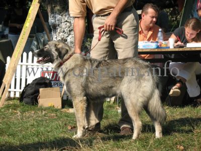 Ghionoaia a lu'Voarea
