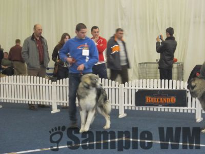 ARCAN DIN STÂNA VLAHULUI
