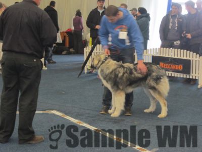 ARCAN DIN STÂNA VLAHULUI
