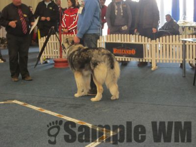 ARCAN DIN STÂNA VLAHULUI
