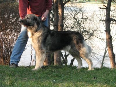 Pocahontas de Baltag
