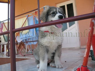 Sanziana a lu'Voarea
