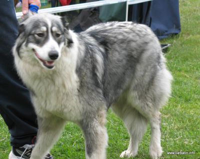 Sanziana a lu'Voarea
