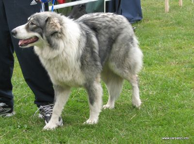 Sanziana a lu'Voarea
