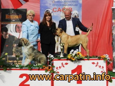 AMURG DIN STANA VLAHULUI
