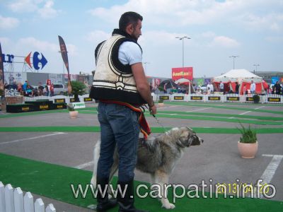 BACITA DIN STANA VLAHULUI
