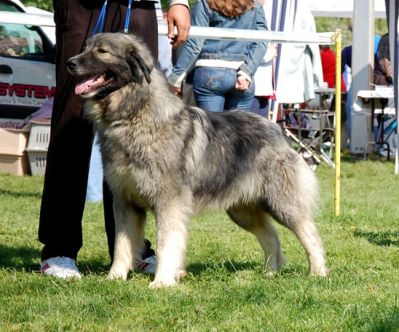 Fulger ot Aral Dream
