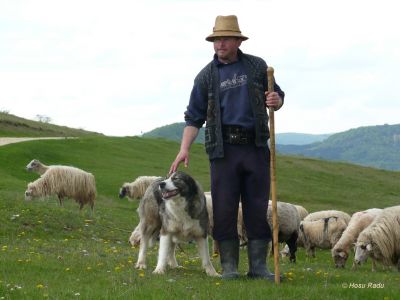 Carpatin paza la oi 1
