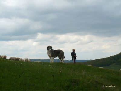 Carpatin paza la oi 2
