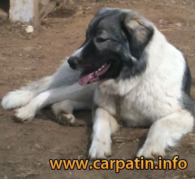 AFINA DIN STÂNA VLAHULUI
