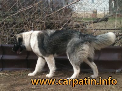 AFINA DIN STÂNA VLAHULUI
