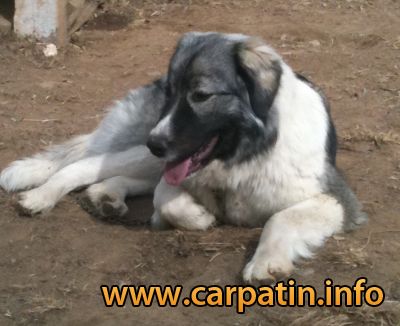 AFINA DIN STÂNA VLAHULUI
