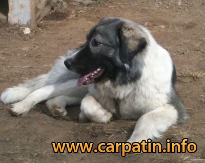 AFINA DIN STÂNA VLAHULUI
