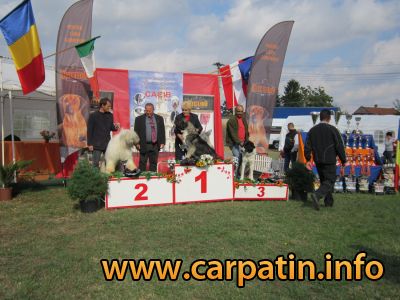 LOTRU OT ARAL DREAM - CEL MAI FRUMOS CIOBANESC ROMANESC - ARAD 2011
