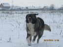 Filename=CRAITA2.jpg
Filesize=158KiB
Dimensions=1280x960
Date added=Feb 03, 2014 CRAITA2.jpg