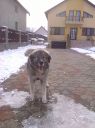 Filename=Codrina1.jpg
Filesize=373KiB
Dimensions=1279x1706
Date added=Feb 03, 2014 Codrina1.jpg