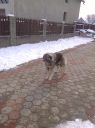 Filename=Codrina2.jpg
Filesize=359KiB
Dimensions=1279x1706
Date added=Feb 03, 2014 Codrina2.jpg