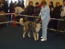 Filename=DSC05196.JPG
Filesize=130KiB
Dimensions=1200x900
Date added=Mar 24, 2012 DSC05196.JPG