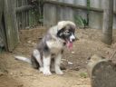 Filename=Lia3.jpg
Filesize=29KiB
Dimensions=416x313
Date added=Jun 16, 2010 Lia3.jpg